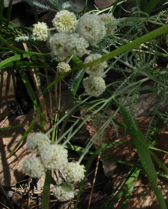 Santolina ligustica / Crespolina ligure